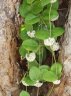 Hoya australis subsp australis-1.jpg